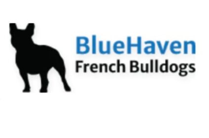 French Bull Dogs
